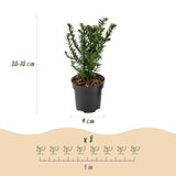Kit haie If commun - H 20-30 cm, pot Ø9 cm