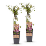 Myrtillier Pink Lemonade - Myrtille rose - H 50 cm, pot Ø15 cm
