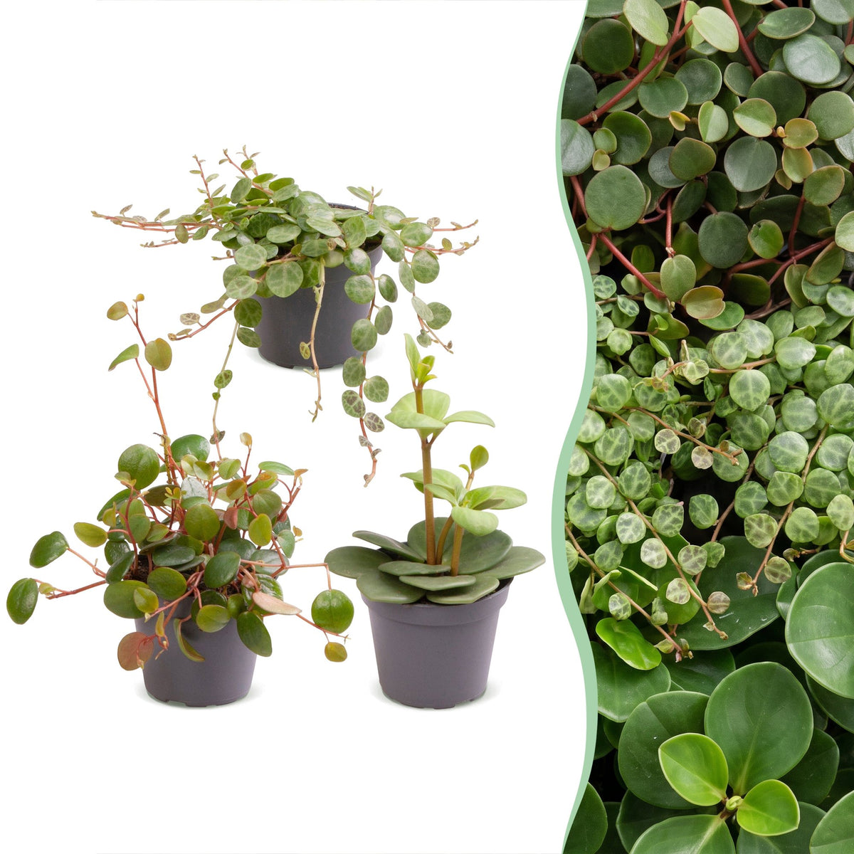 Baby Peperomia - Hope, Pepperspot et prostrata - lot de 3