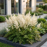Astilbe Deutschland - H 15-25 cm, pot Ø11 cm - photo 6