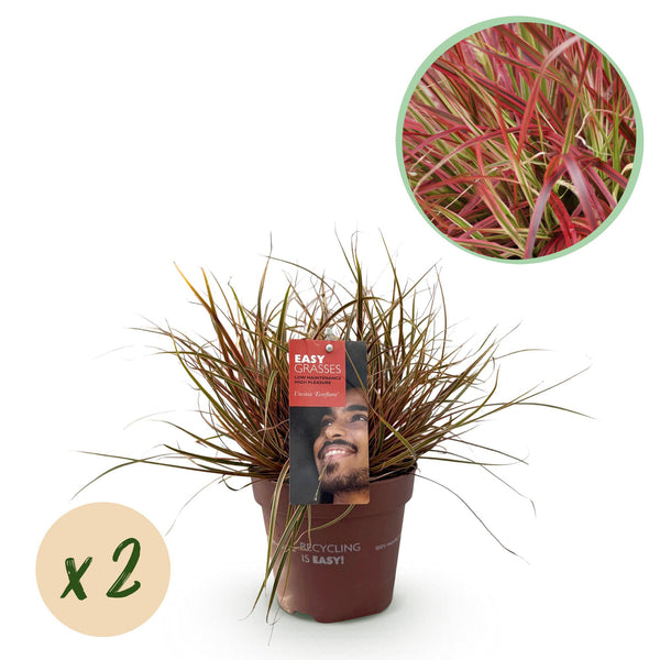 Uncinia Everflame - 2 plants