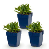Sauge des bois blanche Schneehügel - H 15-25 cm, pot Ø11 cm