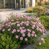 Aster nain Wood's Pink - Aster dumosus - H 15-25 cm, pot Ø11 cm