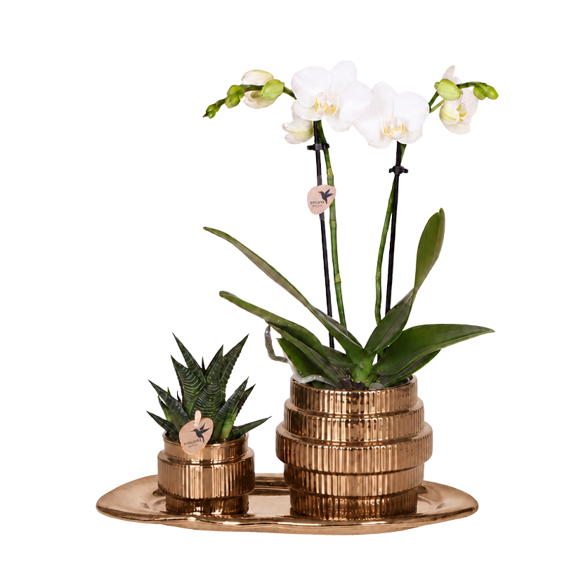 Orchidée Phalaenopsis blanche Mineral Amabilis et succulente - coffret Allure Shiny bronze