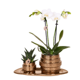Orchidée Phalaenopsis blanche Mineral Amabilis et succulente - coffret Allure Shiny bronze