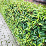 Laurier du Portugal Angustifolia pour haie - 6 plants pour 1 m - H 50 cm, pot Ø17 cm