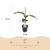 Bananier du Japon - Musa basjoo - 4 plants