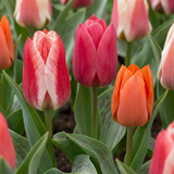 Tulipe de Greig en mélange - 160 bulbes