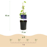 Clématites Tricolour - trio violet, rose et blanc - H 35 cm, pot Ø9 cm - photo 3