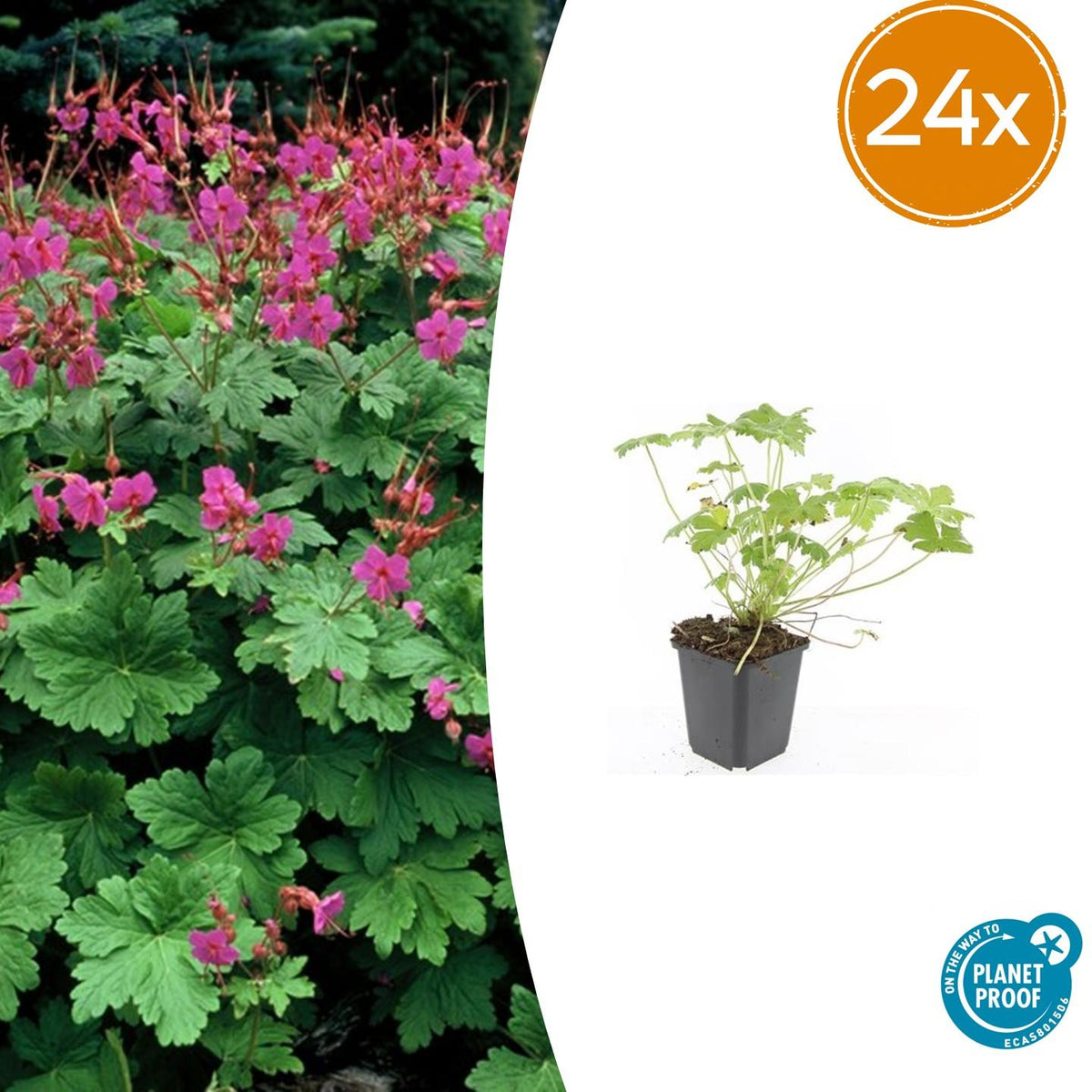 Géranium à grosses racines Czakor en godet - Geranium macrorrhizum - H 10-25 cm, pot Ø9 cm - photo 7