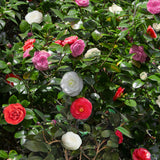 Camélia du Japon Tricolor - Camellia japonica