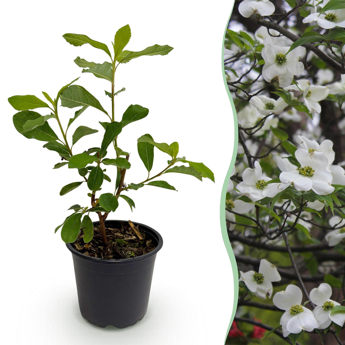 Cornouiller à fleurs de Floride - H 35 cm, pot Ø12 cm