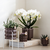 Orchidée Phalaenopsis blanche Blossom Zurich - H 35 cm, pot Ø9 cm
