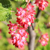 Groseillier à fleurs King Edward VII - Ribes sanguineum