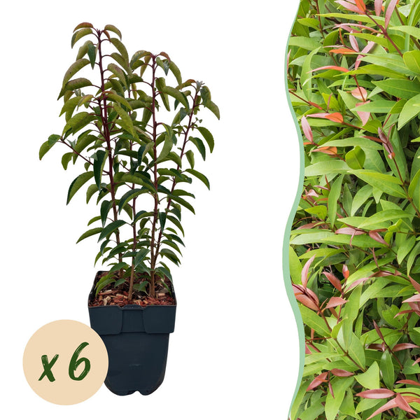 Laurier du Portugal Angustifolia pour haie - 6 plants pour 1 m