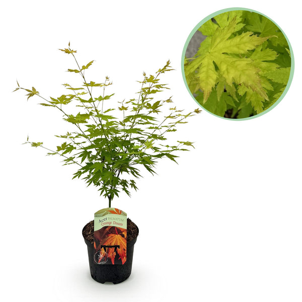 Érable du Japon Orange Dream - Acer palmatum