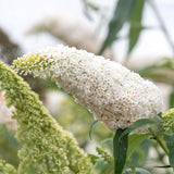 Arbre aux papillons White Profusion - Buddleja davidii - H 25 cm, pot Ø17 cm
