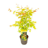 Érable du Japon Orange Dream - Acer palmatum