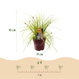 Carex Everillo - 2 plants - H 50 cm, pot Ø17 cm