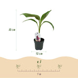 Bananier Red Tiger - Musa sikkimensis - H 30 cm, pot Ø12 cm - photo 3
