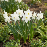 Narcisse botanique blanc en mélange - calibre 10/12