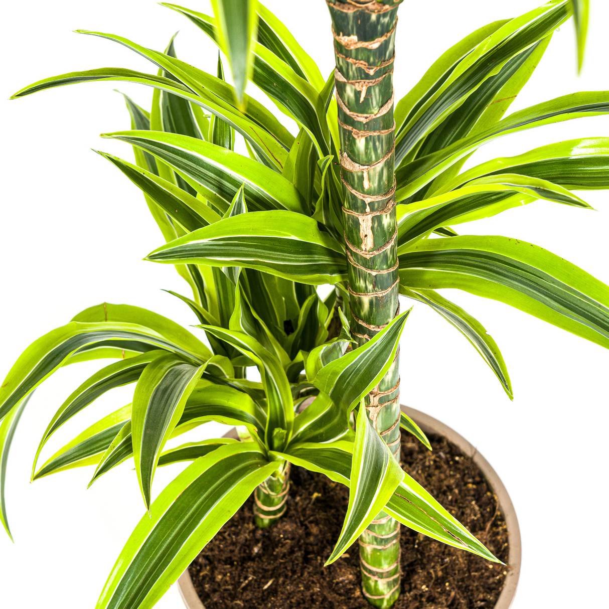 Dracaena Lemon Lime avec cache-pot