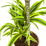 Dracaena Lemon Lime avec cache-pot