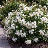Rosier White Fairy - Rosier polyantha blanc - H 20-25 cm, pot Ø12 cm - photo 4