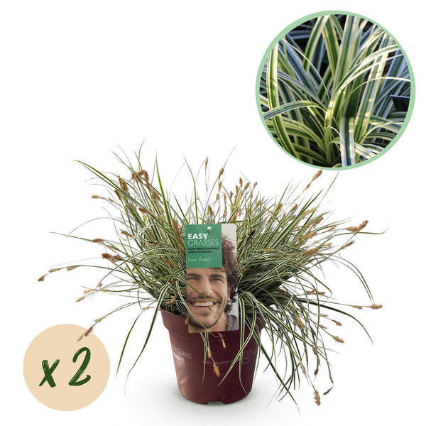 Carex Everest - 2 plants