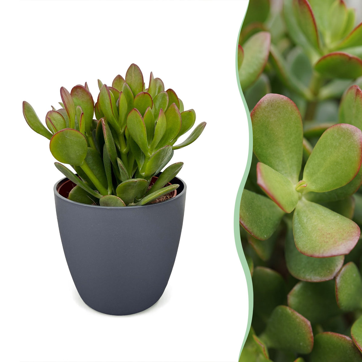 Arbre de jade avec cache-pots gris - Crassula ovata - H 16 cm, pot Ø12 cm
