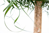 Beaucarnea XXL - 210cm - 180cm