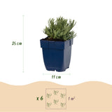 Lavande naine Dwarf Blue - Lavandula angustifolia - H 15-25 cm, pot Ø11 cm - photo 3