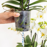 Orchidée Phalaenopsis blanche Blossom Lausanne avec cache-pot Diabolo vert à réserve d'eau