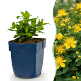Millepertuis couvre-sol - H 15-25 cm, pot Ø11 cm