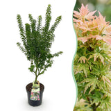 Érable du Japon Koto Hime - H 90 cm, pot Ø26 cm