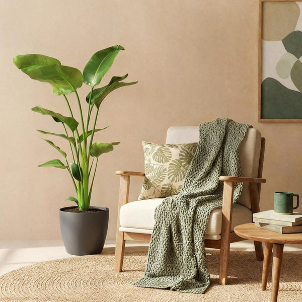 Strelitzia Nicolai – Oiseau de paradis | Grande taille, Pot 21 cm