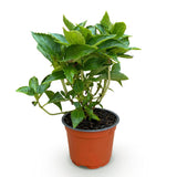 Hortensia rose - Hydrangea macrophylla - H 20-30 cm, pot Ø12 cm - photo 2
