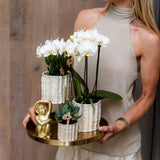 Orchidée Phalaenopsis blanche Mineral Gibraltar et 2 succulentes - coffret Oyster