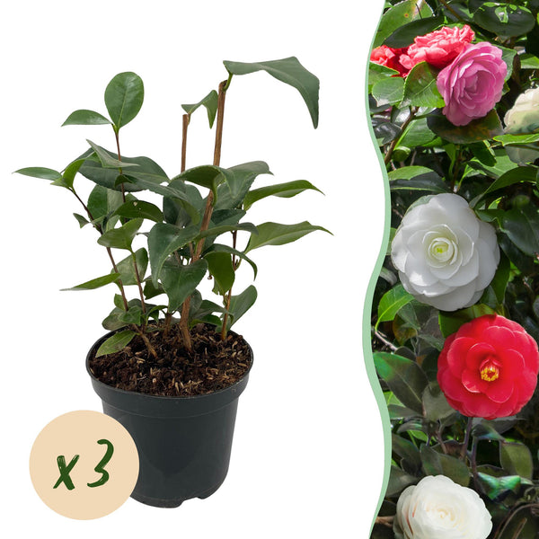 Camélia du Japon Tricolor - Camellia japonica - 3 plants