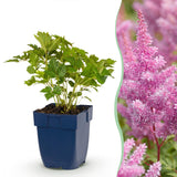 Astilbe chinensis Pumila - H 15-25 cm, pot Ø11 cm