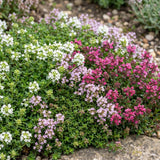 Thyms couvre-sol en mélange de coloris - Thymus praecox - H 15-25 cm, pot Ø11 cm - photo 5