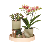 Orchidée Phalaenopsis jaune orangé Mineral Grosseto et 2 succulentes - coffret Flare vert - pot Ø9 cm
