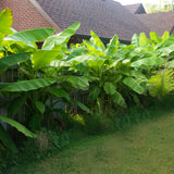 Bananier du Japon - Musa basjoo - 4 plants