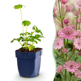 Grande astrance - Astrantia major - H 15-25 cm, pot Ø11 cm