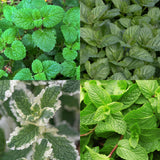 Kit de vivaces aromatiques à tisane - 8 plants pour 1 m² - H 25 cm, pot Ø11 cm