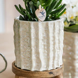 Orchidée Phalaenopsis blanche Mineral Amabilis - cache-pot Oyster et boîte cadeau - H 40 cm, pot Ø9 cm