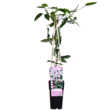 Clématite armandii Apple Blossom - Clématite persistante rose pâle - H 65 cm, pot Ø15 cm