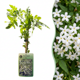 Jasmin officinal - Jasminum officinale - H 35 cm, pot Ø9 cm - photo 6