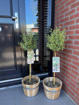 Fusain Emerald Gaiety sur tige - Euonymus fortunei - H 90 cm, pot Ø19 cm