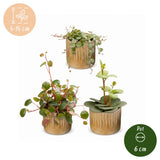 Baby Peperomia avec cache-pots Linnea miel - Hope, Pepperspot et prostrata - lot de 3